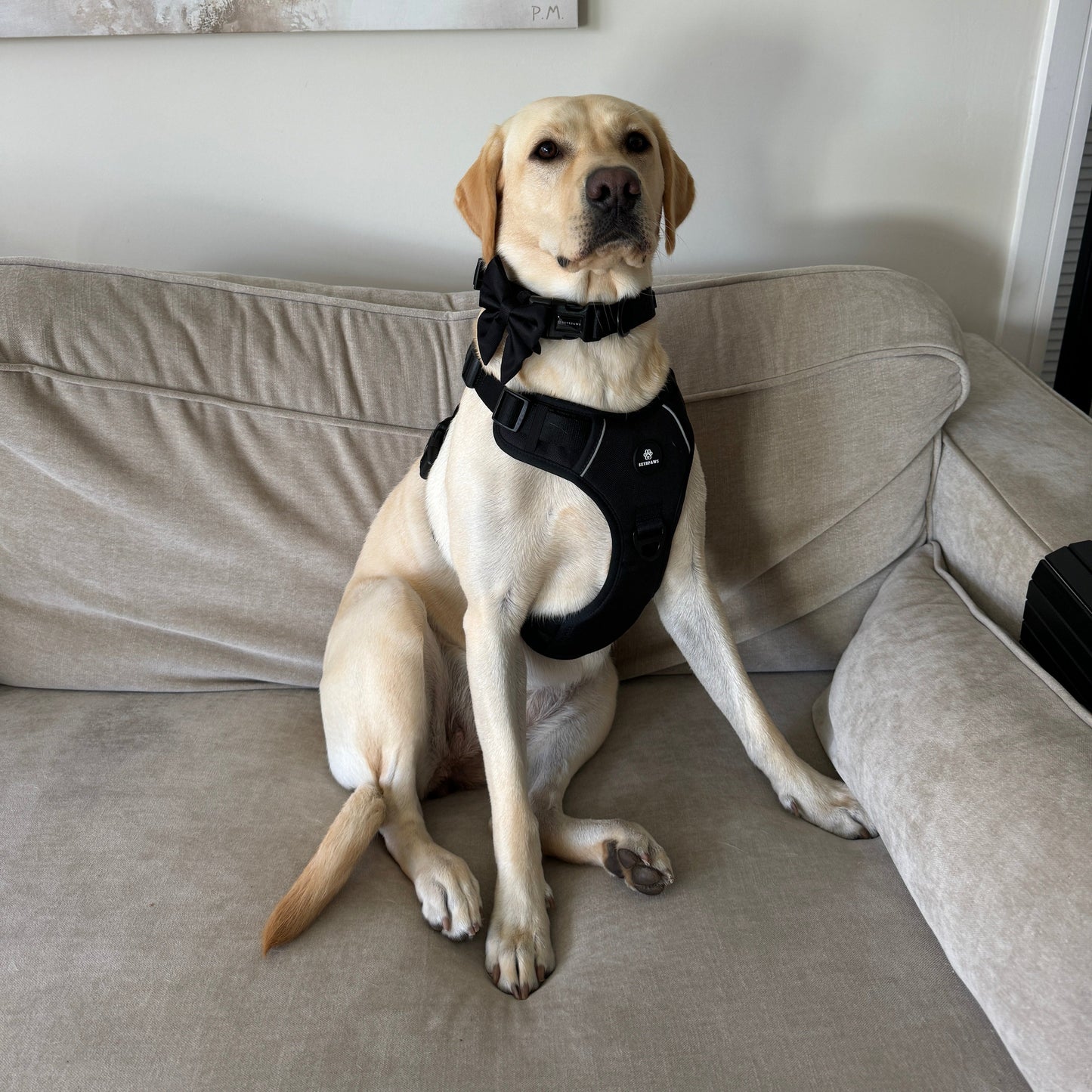 Black Dog Bow Tie